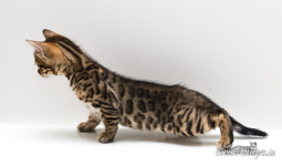  Bengal Zucht getestet